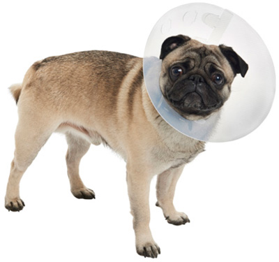 BUSTER Clic Collar for Brachycephalic Dogs 1