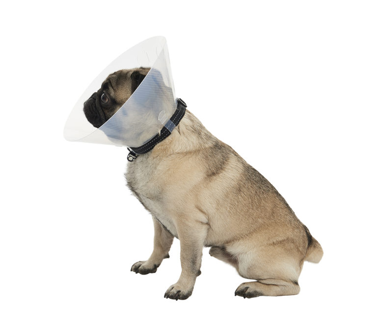 BUSTER Clic Collar for Brachycephalic Dogs Provet Australia