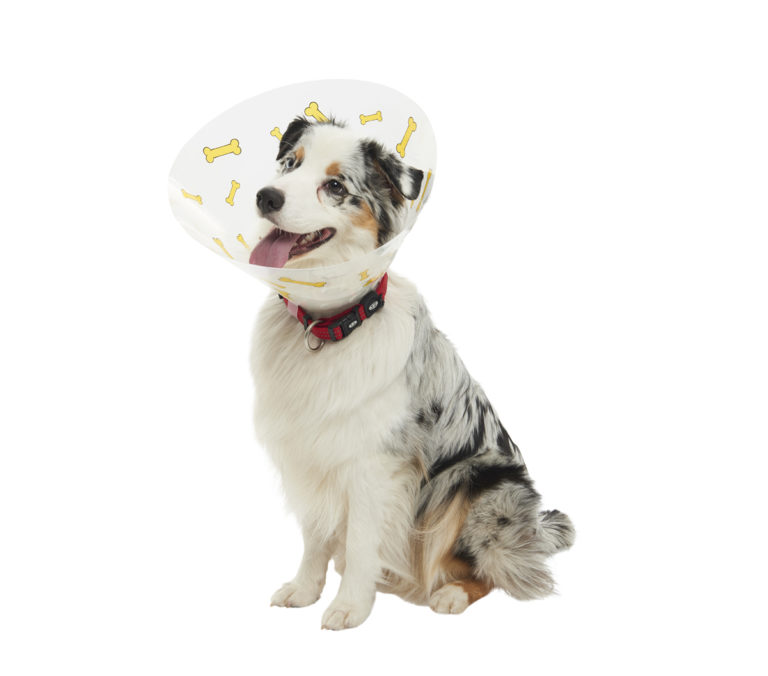 BUSTER Clic Collars Bone Design Provet Australia