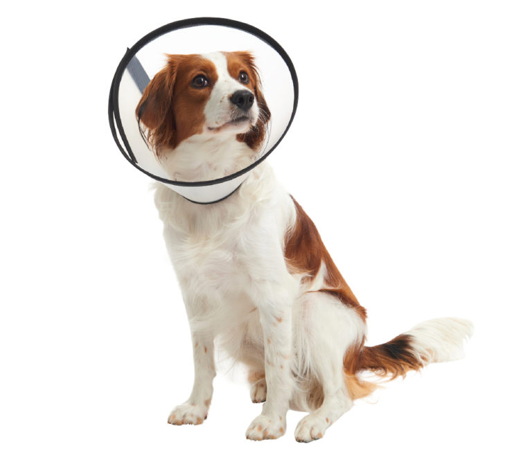 BUSTER Quick Collar Provet Australia