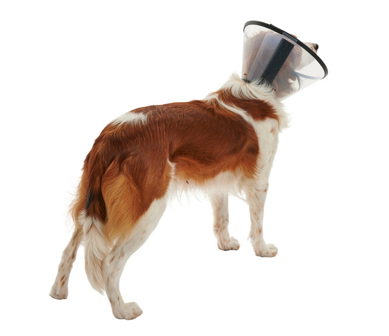 BUSTER Quick Collar Provet Australia