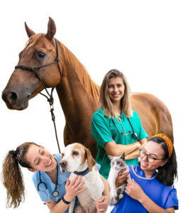 Provet Veterinary Nurse & Technician Champion Awards Terms and Conditions 1
