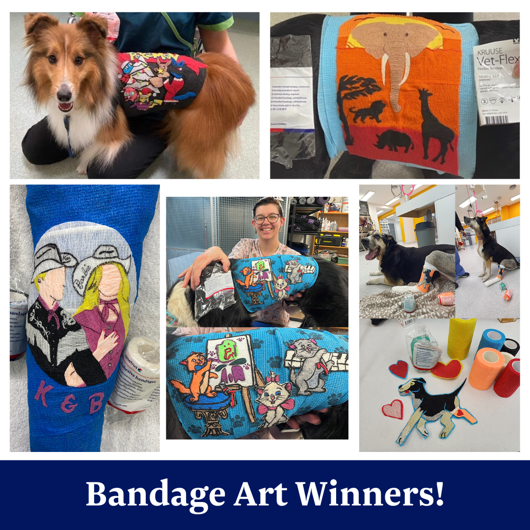 2023 Provet Bandage Art Competition Winners 1