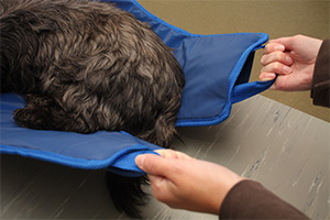NEW from VetQuip: Covetrus Essentials Thermo Control Professional Heating Mat 3