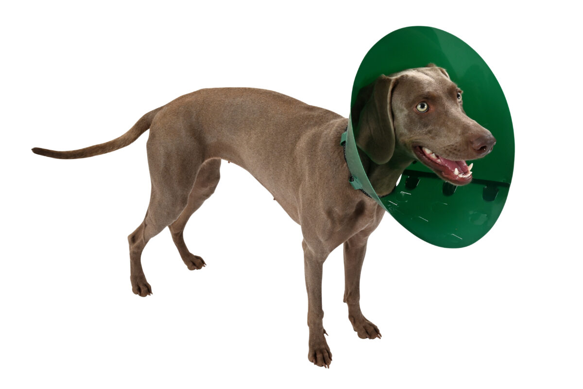 BUSTER Green Ocean Collar 1