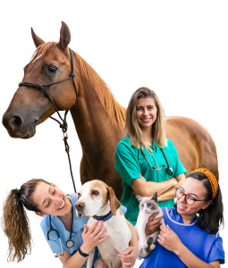 ANZ-2026-Vet-Nurse-AwardsWeb-Hero-Image-2026